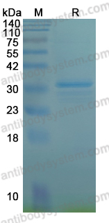Recombinant Human PLOD1 Protein, N-GST