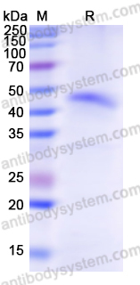 Recombinant Human MUC2 Protein, N-His