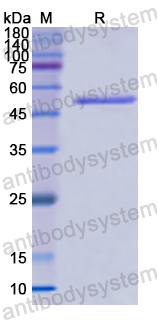 Recombinant Human NUCB1 Protein, N-His
