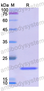 Recombinant Human PPARD Protein, N-His