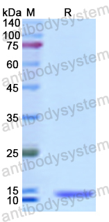 Recombinant Human TFF2 Protein, N-His