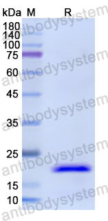 Recombinant Human PTH1R Protein, N-His