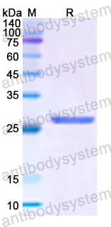 Recombinant Human HSF2 Protein, N-His