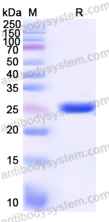 Recombinant Human RELA Protein, N-His