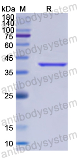 Recombinant Human ACVR1 Protein, N-GST