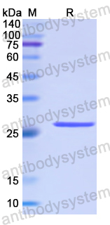 Recombinant Human CD136/MST1R Protein, N-His