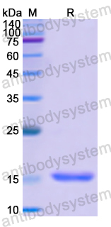 Recombinant Human LIPE Protein, N-His