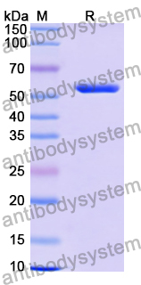 Recombinant Human GRIN1/NMDAR1 Protein, N-His-SUMO & C-strep