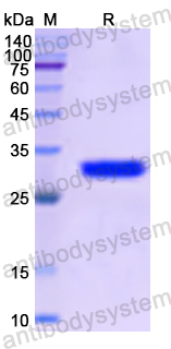 Recombinant Human EEF1A2 Protein, N-His
