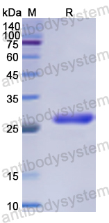 Recombinant Human RNASEL Protein, N-His