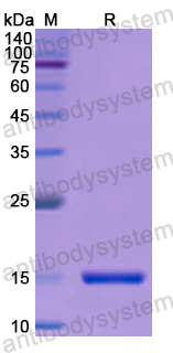 Recombinant Human CHRNB3 Protein, N-His
