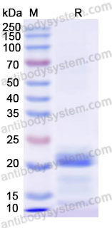 Recombinant Human ITIH3 Protein, N-His