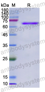 Recombinant Human PTPN11 Protein, N-His