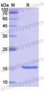Recombinant Human REG3A Protein, N-His