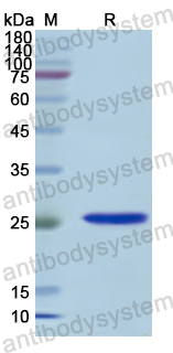 Recombinant Human APLP2 Protein, N-His