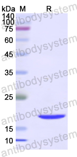 Recombinant Human GABPA Protein, N-His