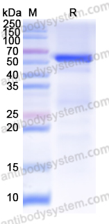 Recombinant Human CKAP4 Protein, N-His