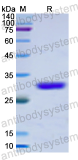 Recombinant Human CD249/ENPEP Protein, N-His