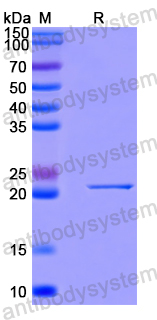 Recombinant Human ZFP36L1 Protein, N-His-SUMO