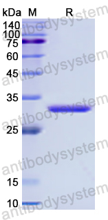 Recombinant Human TFF3 Protein, N-GST