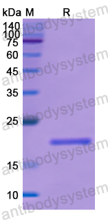 Recombinant Human BAX Protein, N-His