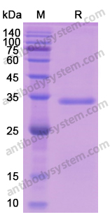 Recombinant Human BCL2L1 Protein, N-His