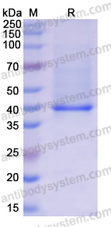 Recombinant Human MCL1 Protein, N-His