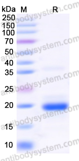 Recombinant Human PPARA Protein, N-His