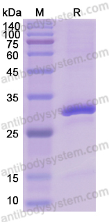 Recombinant Human PPARA Protein, C-His