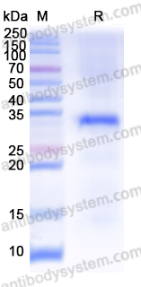 Recombinant Human CD91/LRP1 Protein, N-His