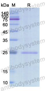 Recombinant Human SRSF1 Protein, N-His