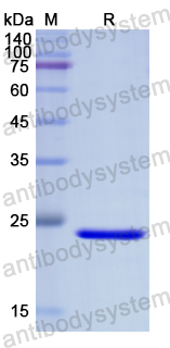 Recombinant Human LGALS3BP Protein, N-His