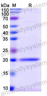 Recombinant Human CD47/MER6 Protein, N-His