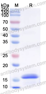 Recombinant Human SIGLEC14 Protein, N-His
