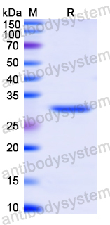 Recombinant Human ABCC8 Protein, N-His