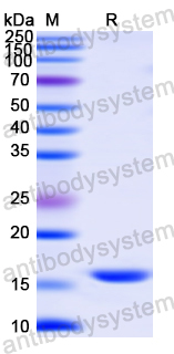 Recombinant Human EP300 Protein, N-His
