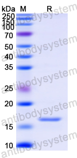 Recombinant Human FABP9 Protein, N-His