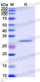 Recombinant Human CD157/BST1 Protein, N-His