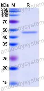 Recombinant Human HYAL1 Protein, N-His