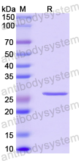 Recombinant Human KCNH2/ERG1 Protein, N-His-SUMO