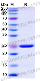 Recombinant Human TRO Protein, N-His
