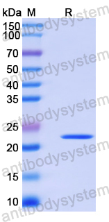 Recombinant Human POU4F2 Protein, N-His-SUMO