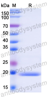 Recombinant Human KIF5A Protein, N-His