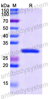 Recombinant Human CNTN1 Protein, N-His