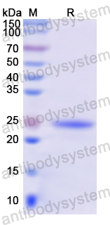 Recombinant Human CHD3 Protein, N-His