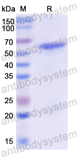 Recombinant Human GRIN2A Protein, N-His