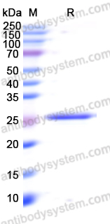 Recombinant Human ILF3 Protein, N-His