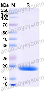 Recombinant Human HSPB3 Protein, N-His