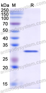 Recombinant Human PLA2R1 Protein, N-His