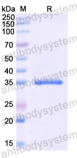 Recombinant Human FLII Protein, N-His